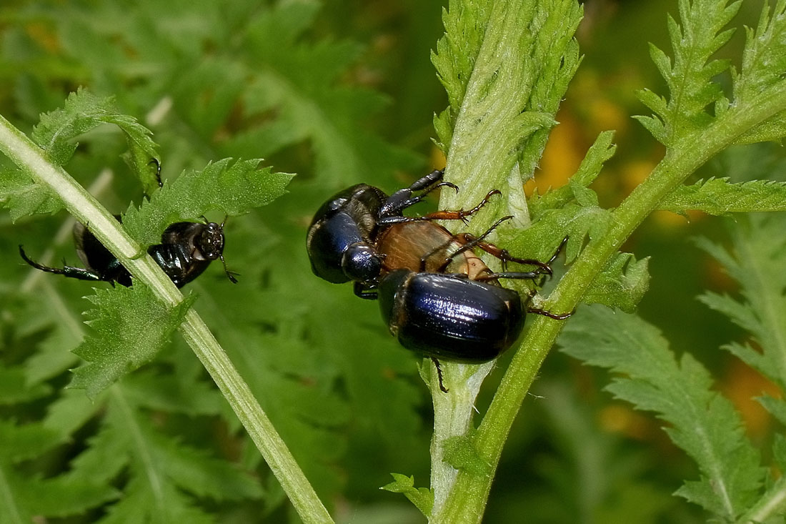 Rutelidae: Anomala dubia